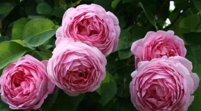 给大家介绍一下玫瑰品种,玫瑰的品种及特点介绍