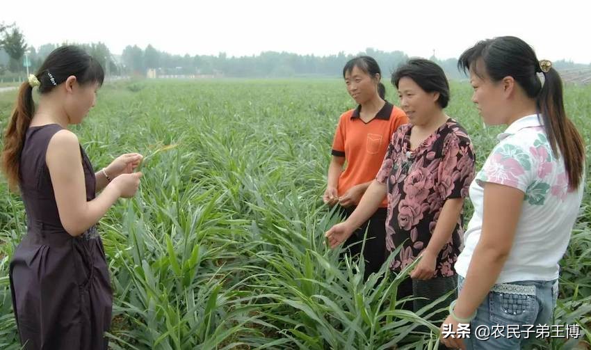 大姜种植施肥防病虫害技术,大姜高产的施肥配方是什么意思
