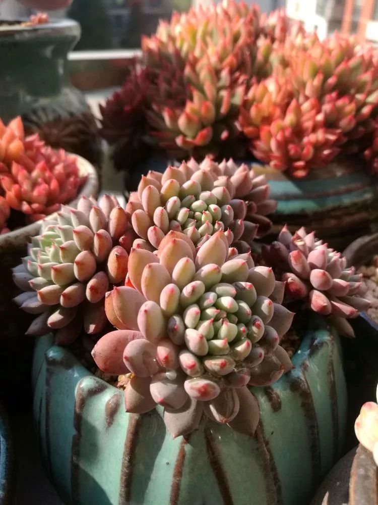 冬日暖阳邂逅最美的多肉,冬日暖阳和多肉暖了我的心