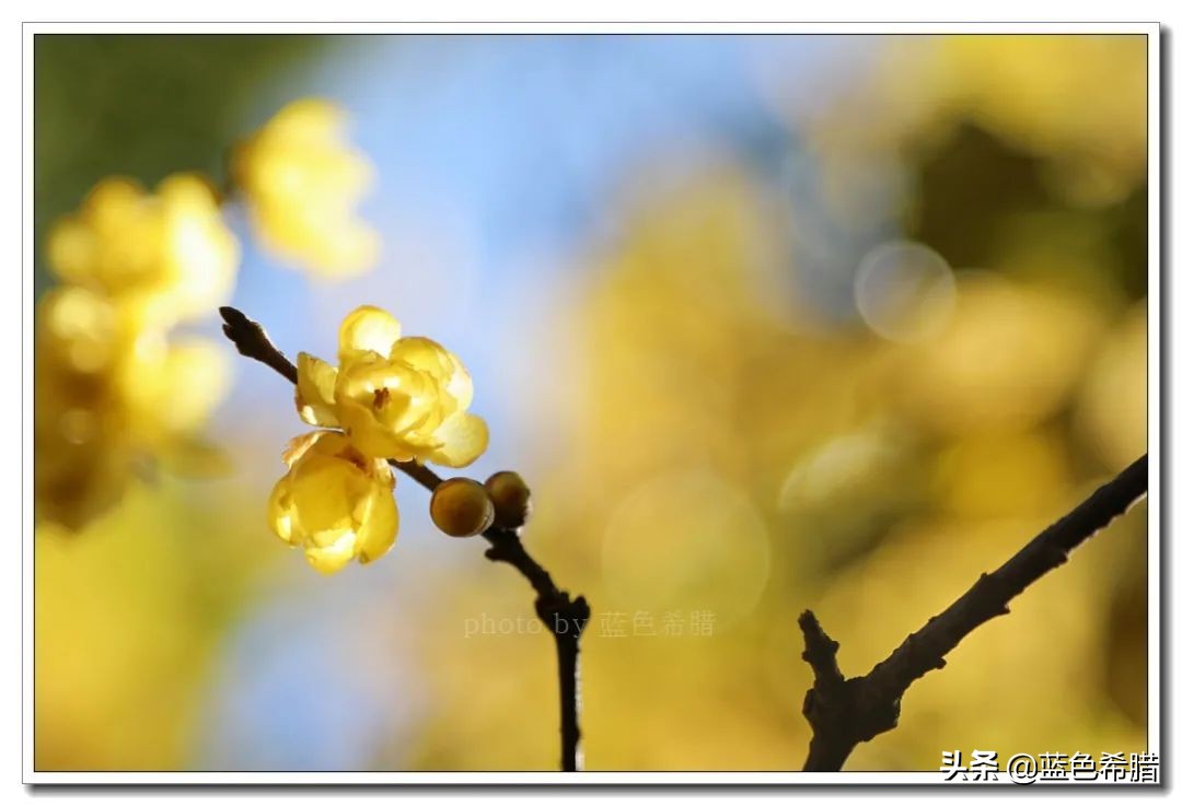 沈园腊梅的抖音视频,沈园腊梅开了吗