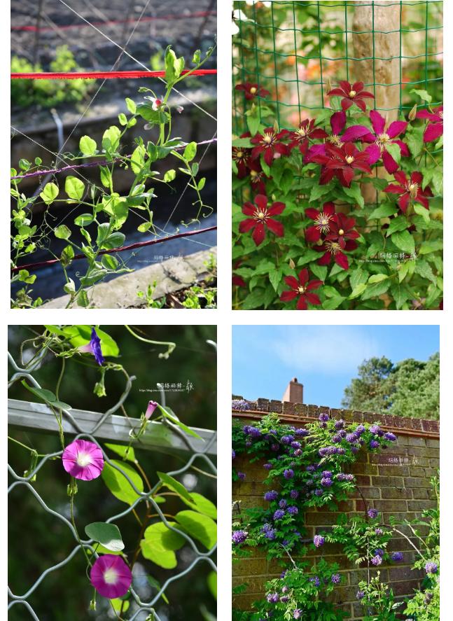 学学园艺大咖们的爬藤植物牵引术，花墙还是花廊都是小case啦