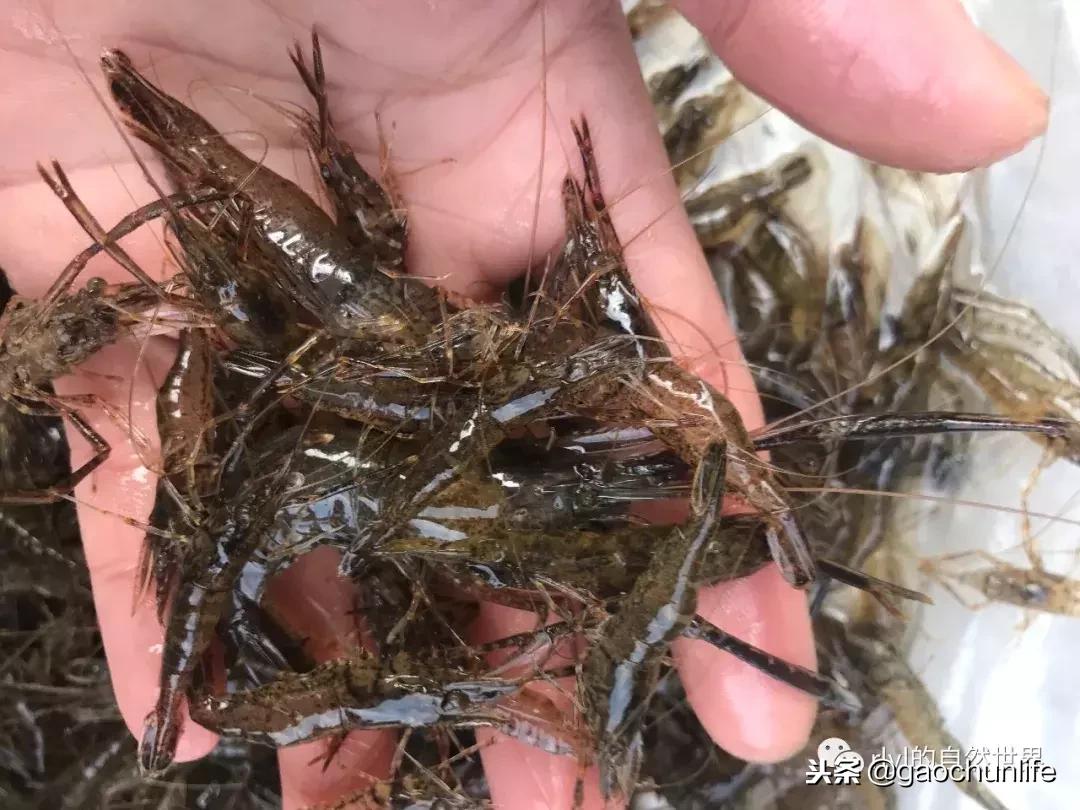 草龟难养,养草龟笔记