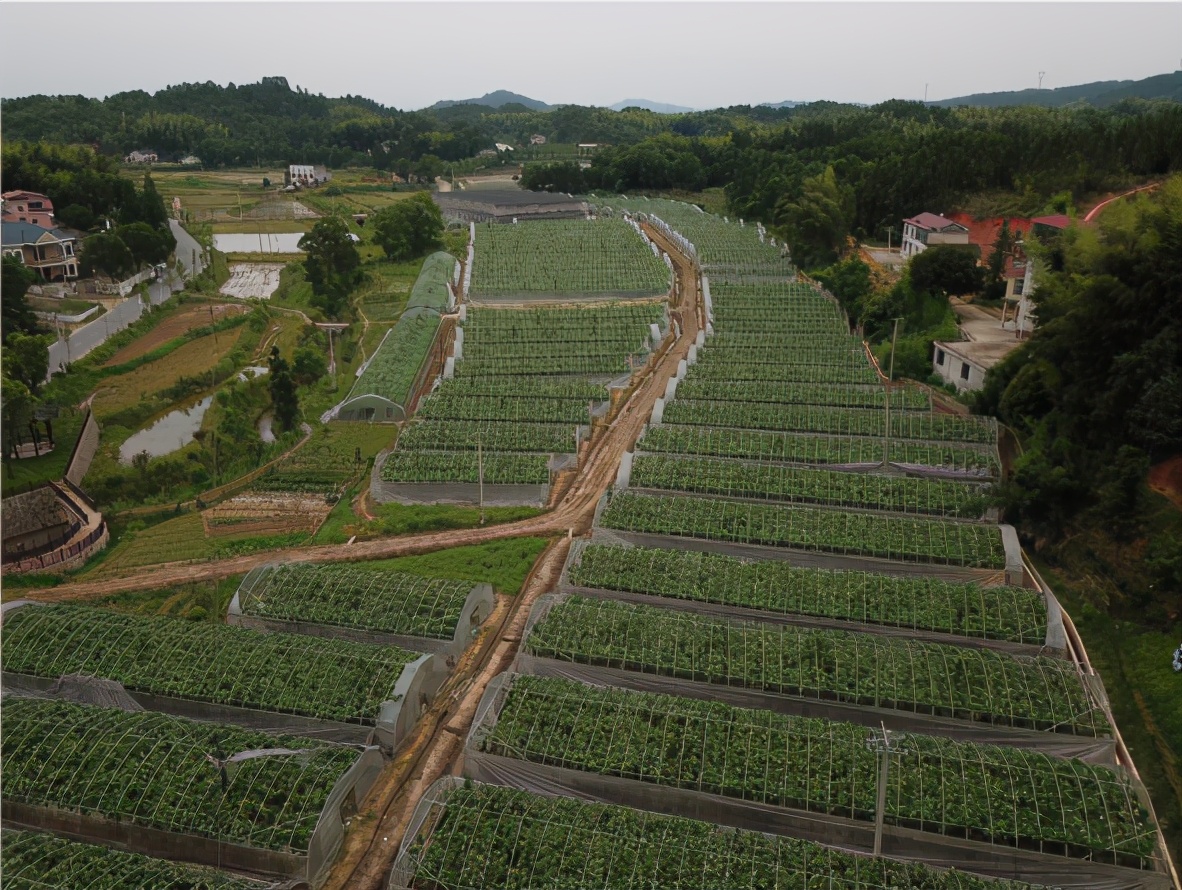 丝瓜创业致富,白关镇白丝瓜种植