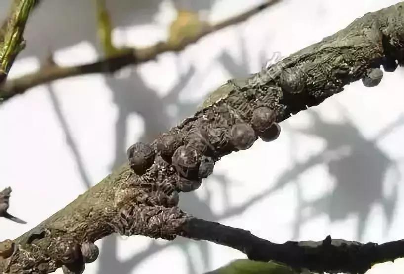 果树蚧壳虫防治技巧,果树顽固蚧壳虫