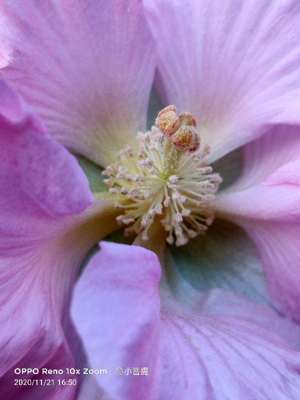 这种花通常用来比作美丽的女子，有人拿来做药，还有人当野菜吃