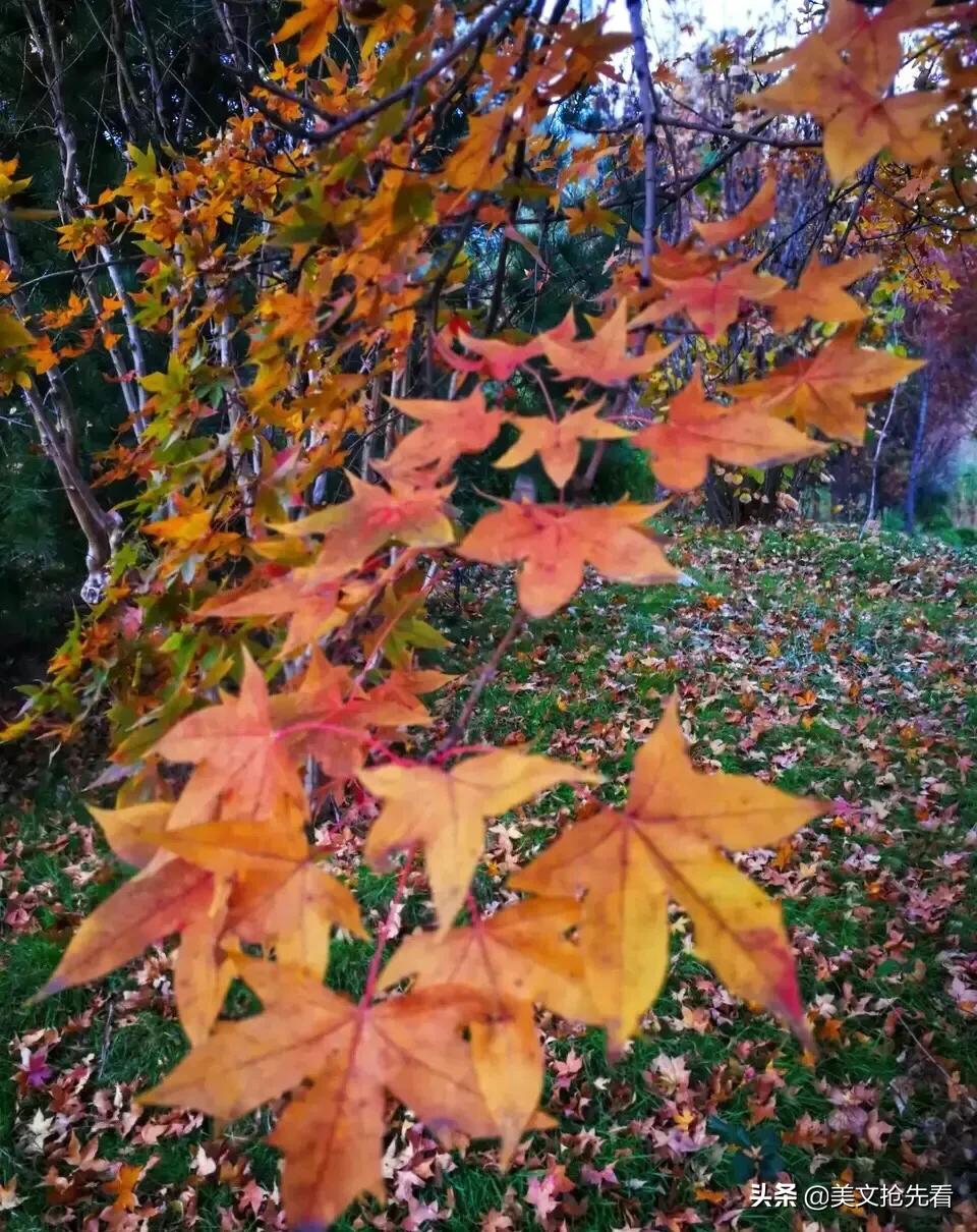 一花一世界一叶一菩提歌词,一花一世界一叶一菩提视频