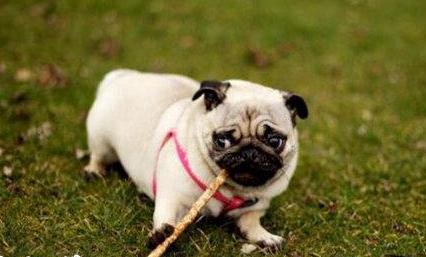 巴哥犬能不能像土狗一样养,初养犬者适合饲养巴哥犬