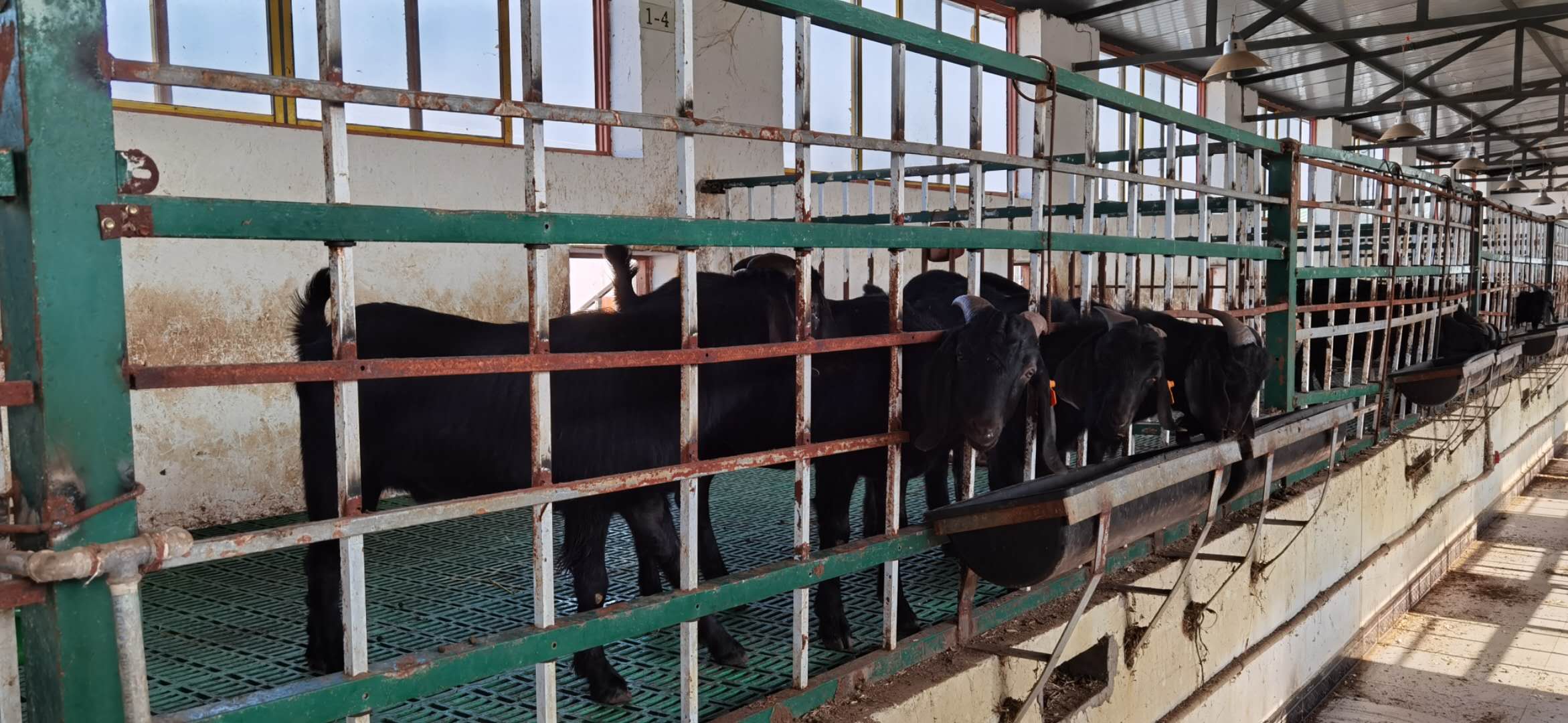 2024年农村养羊能赚到钱吗,致富之路100种赚钱方法养羊