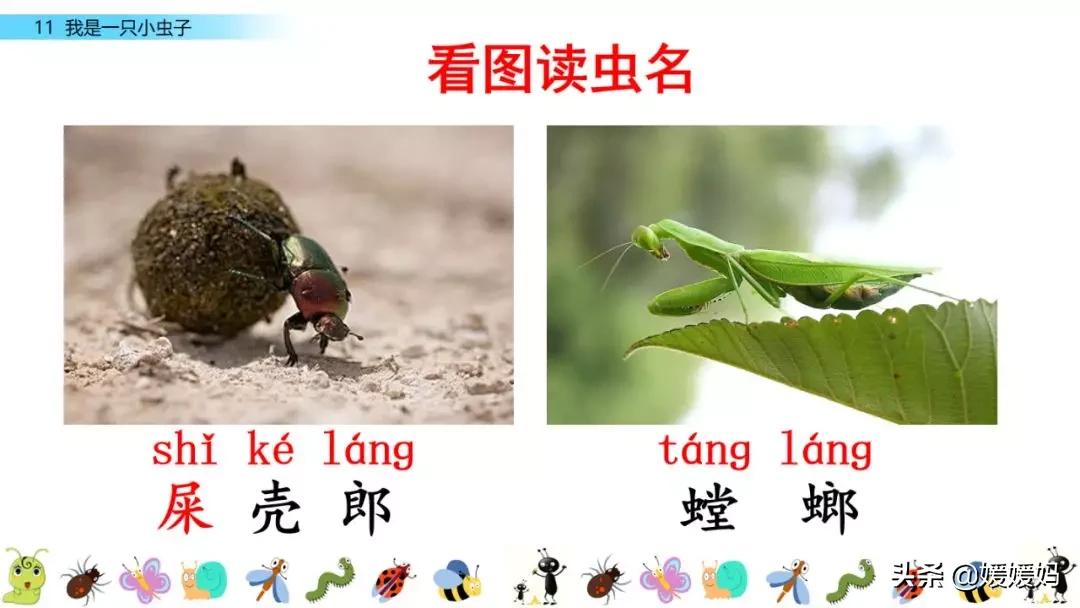 二年级下册我是一只小虫子课后题,二年级下册语文11我是一只小虫子
