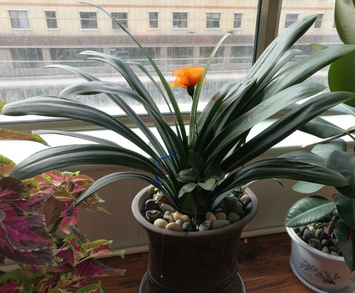 君子兰什么表现能证明扦插成活,君子兰养殖方法和技巧扦插