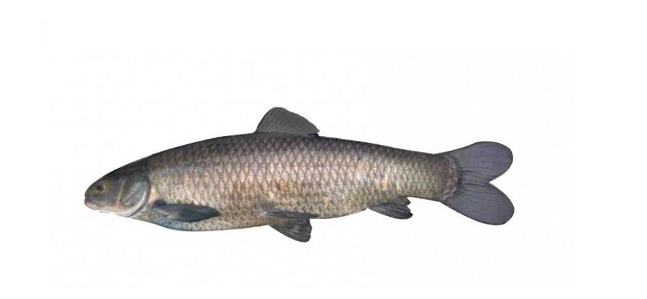 水库钓青鱼手竿线组,5.4手竿钓青鱼怎么调漂