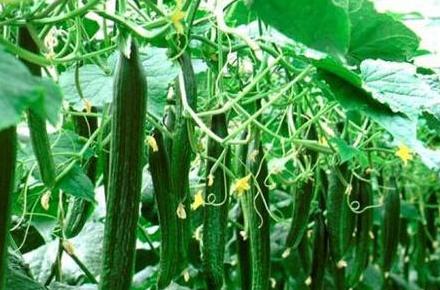 促进生长剂排行,生长调节剂哪种最好最快