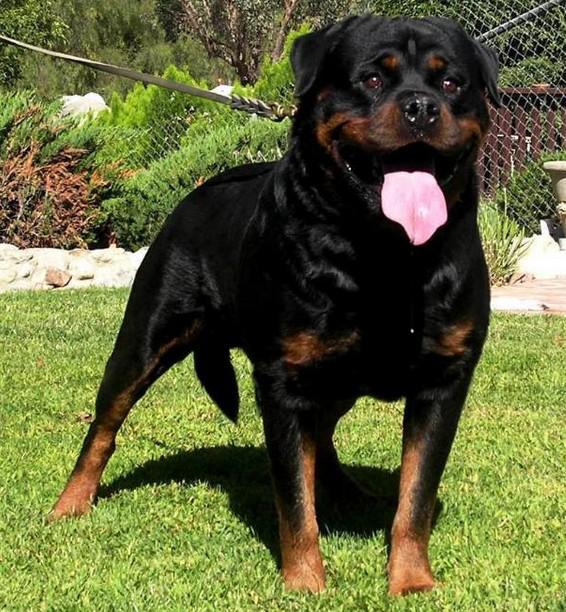 世界上所有的狗品种图片,世界最名贵的狗前十名及其简介