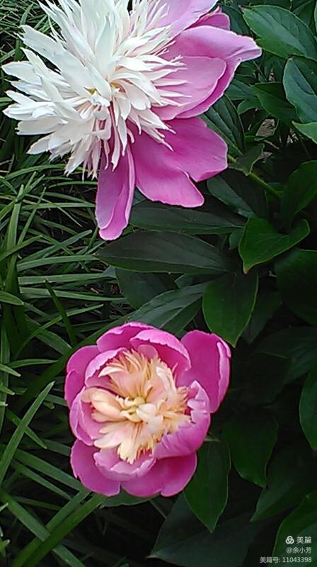 上海中山公园介绍,上海中山公园