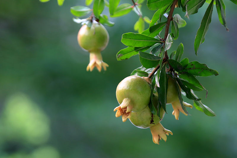 石榴裂果及解决方法,预防石榴裂果最好的方法
