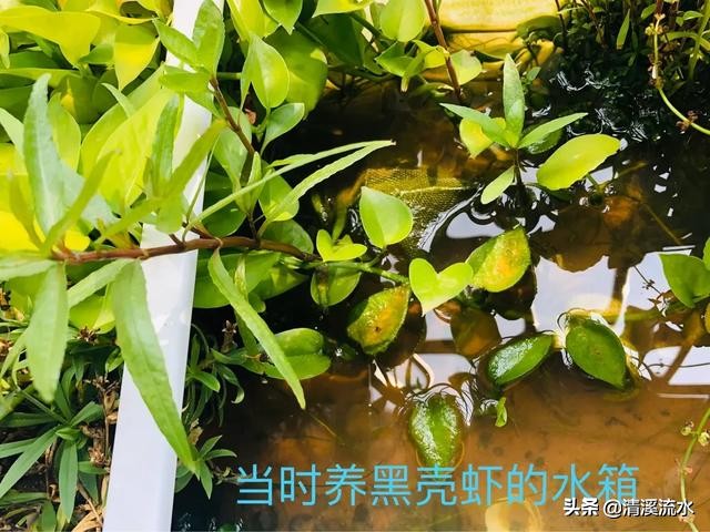 乌龟腐皮腐甲自愈过程,乌龟又腐甲又鼓包怎么办