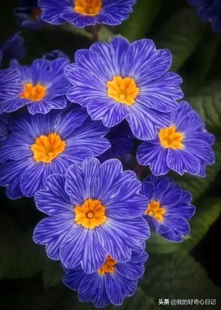 樱花草报春花,报春花樱花草