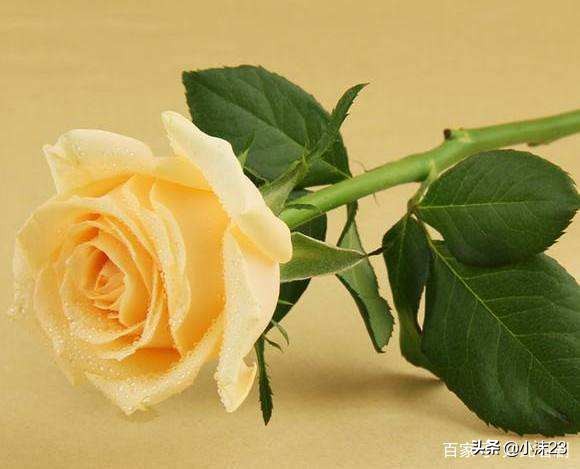 情人节玫瑰花花语大全,红玫瑰的花语情人节