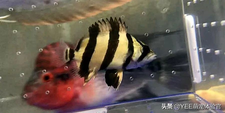 泰北虎养不活,泰北虎鱼为什么一直在缸底