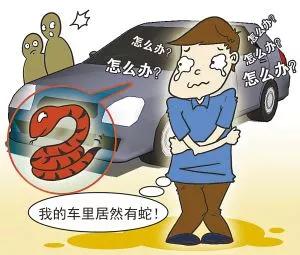 湖南惊现巨型眼镜蛇,惊现巨型眼镜蛇