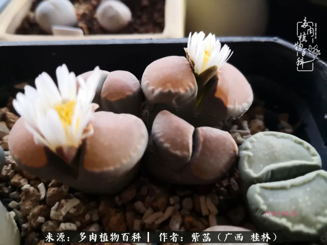 如何在夏天买的多肉度夏,多肉度夏好帮手