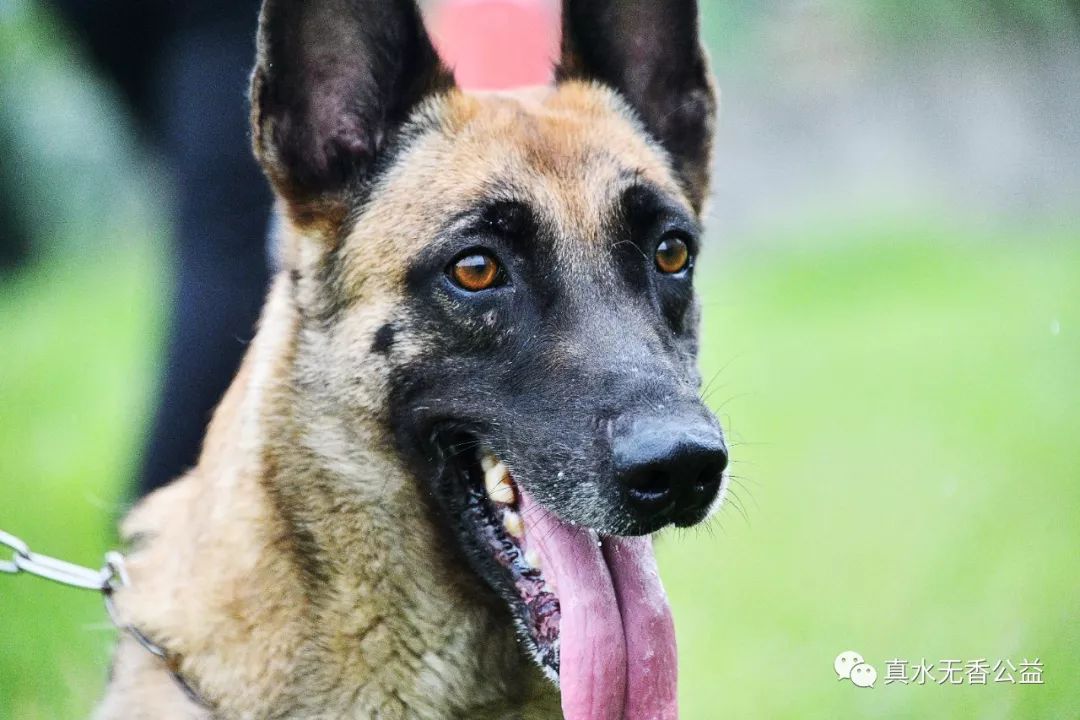 我是一条警犬，我的名字叫马六