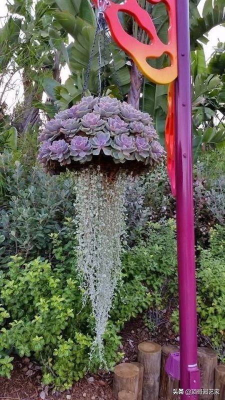 多肉植物盆栽的种植方法,多肉植物花园打造