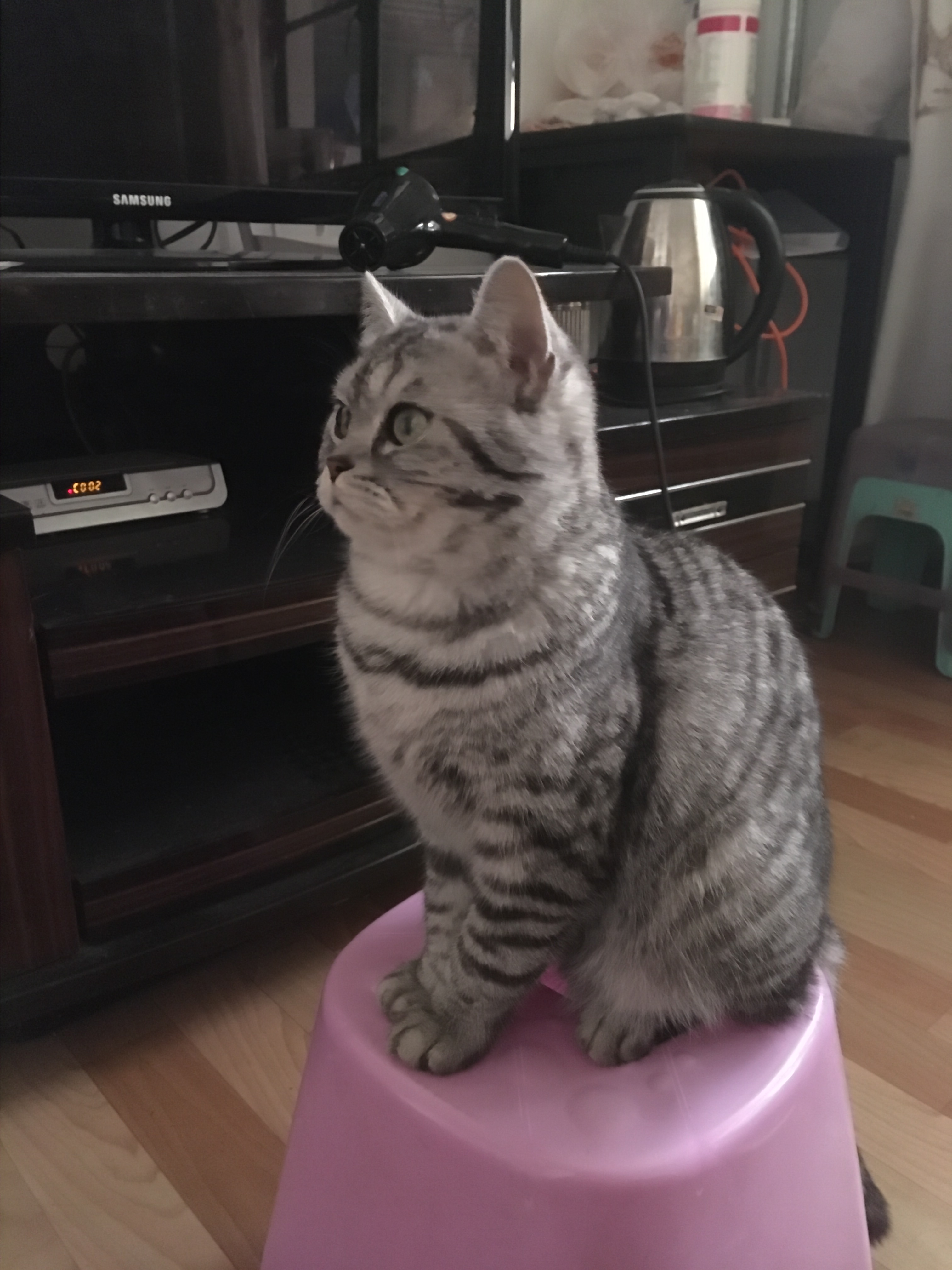 养猫的家庭怎么注意饮食,养猫技巧猫咪生活小常识猫咪饮食
