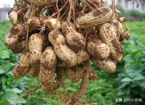 黑龙江农作物创业新思路,农村最赚钱的种植项目有哪些