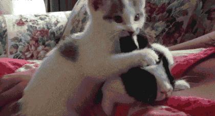 不是开玩笑，我把我家的兔子摸怀孕了...