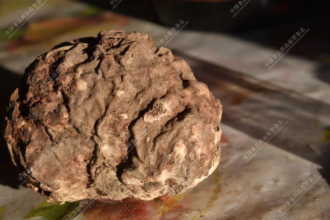 中华道地药材之茯苓,云茯苓是道地药材吗