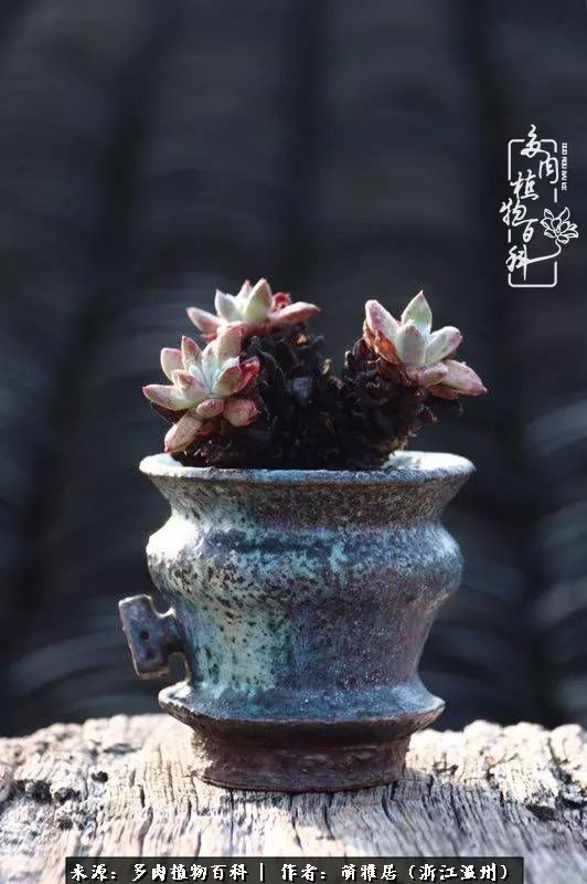 多肉最美的季节已来到,多肉最美的季节来临