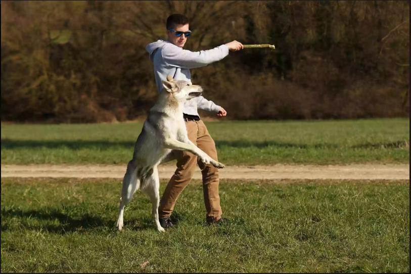 比较像狼犬的狗狗,最像狼的狗哈士奇