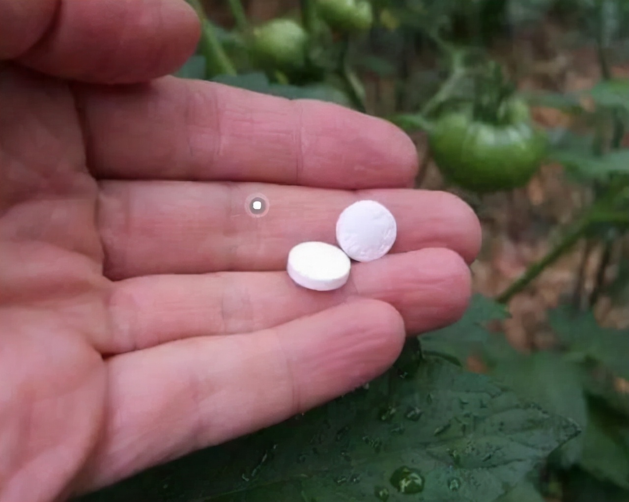 2元100颗的“便宜药”，碾碎兑水浇盆里，养文竹、绿萝超有效