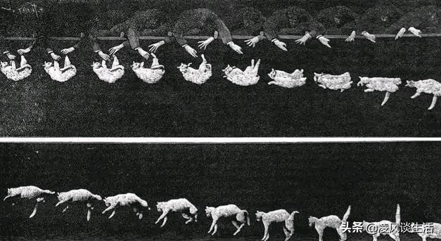 猫的祖先有多厉害,猫的祖先到底是谁