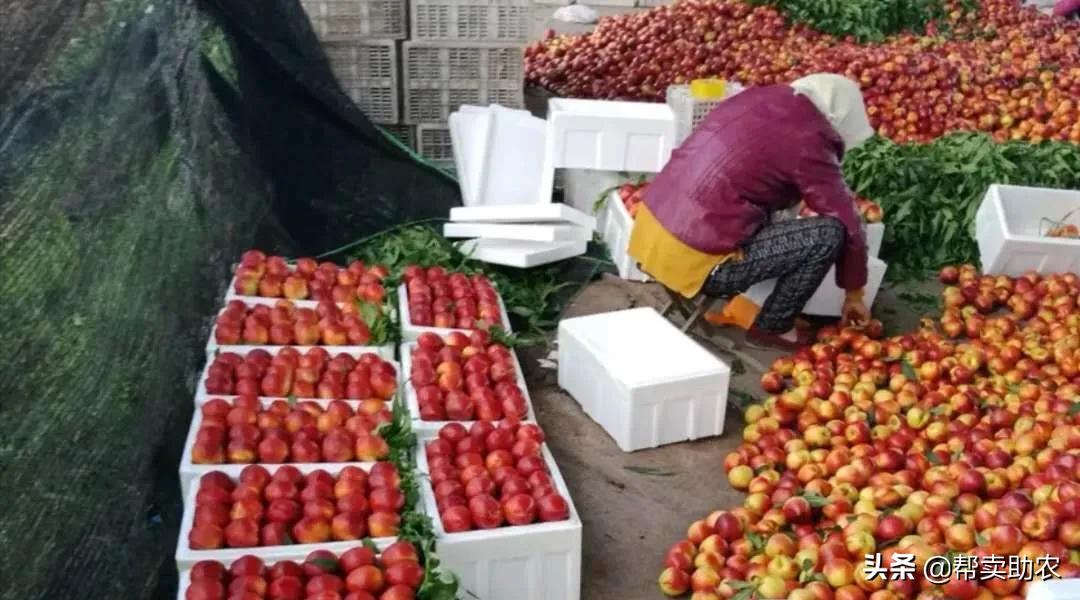 油桃脆甜多汁爽口,一口下去黄桃果肉绵密清爽冰沙