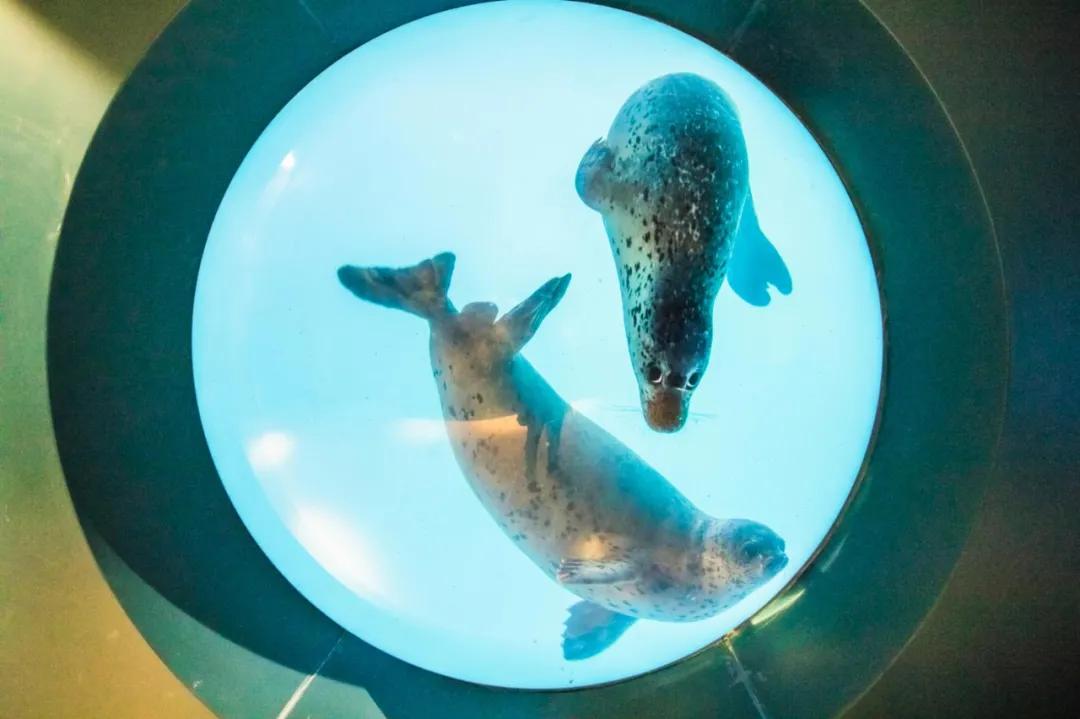 青岛新增11家免门票景区价格,青岛免门票景区详细名单公布