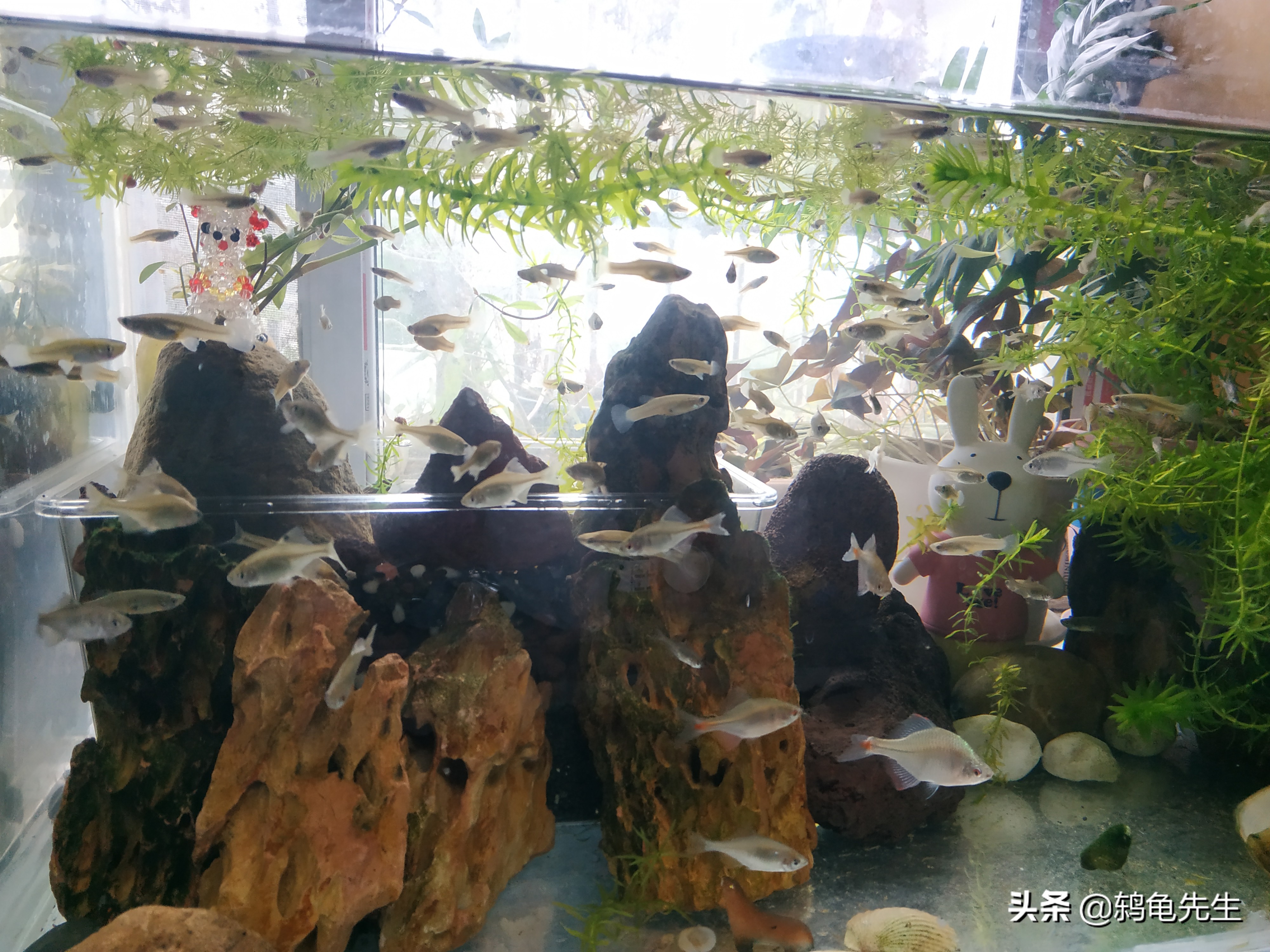 新鱼缸养鱼注意事项视频,鱼缸淘汰鱼买新鱼要不要消毒鱼缸