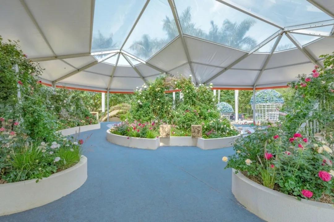 这个花展上的新优品种，为什么这么美？