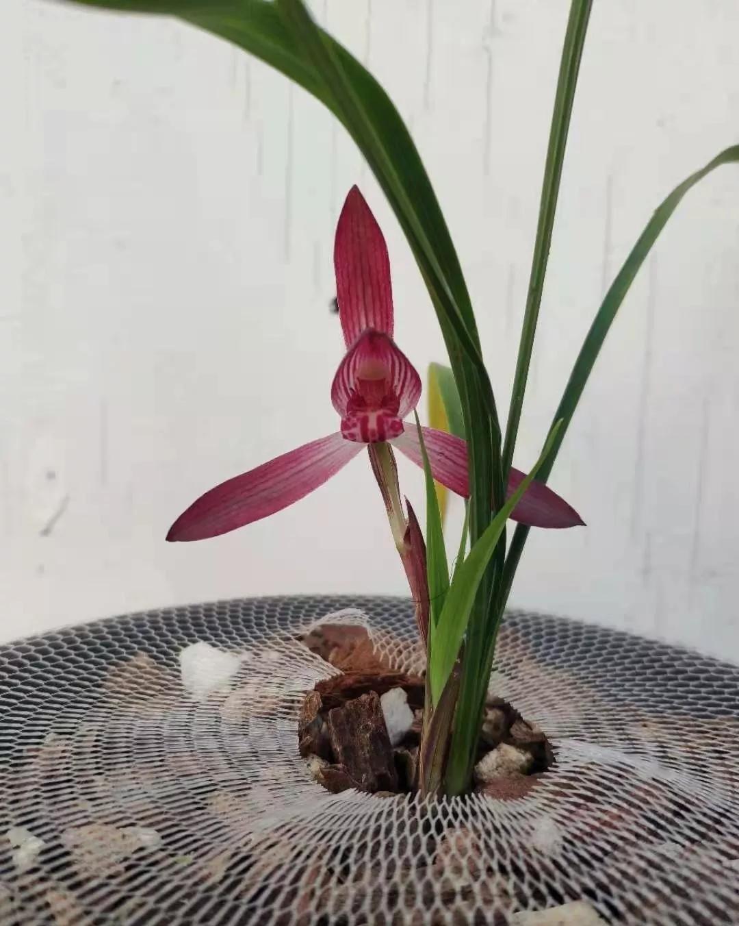 云南出过的春兰名品,云南玉溪有哪些名贵兰花