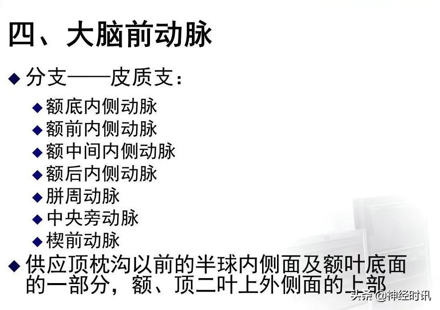 脑动脉解剖学讲解,基底节区脑血管解剖