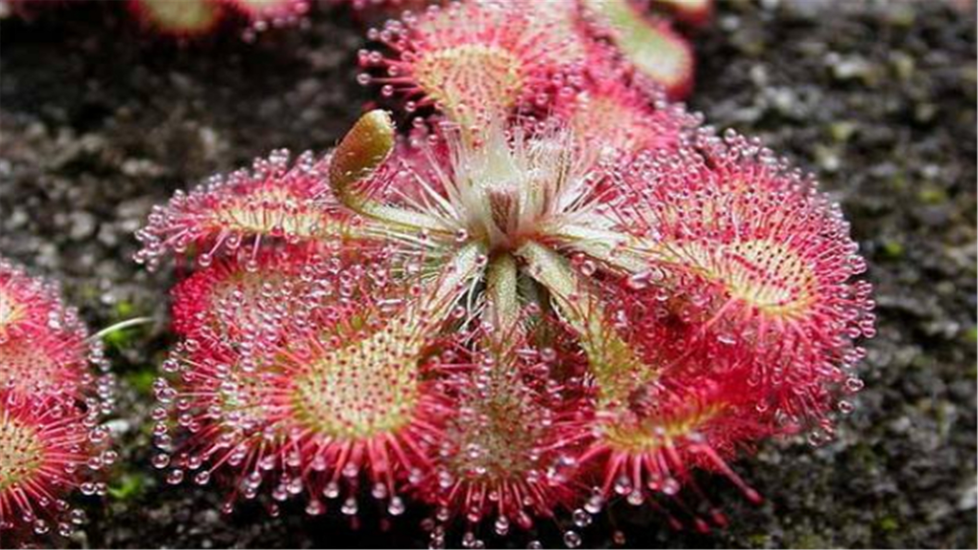 养花经常在土里遇到的害虫有哪些,养花不生虫害的植物