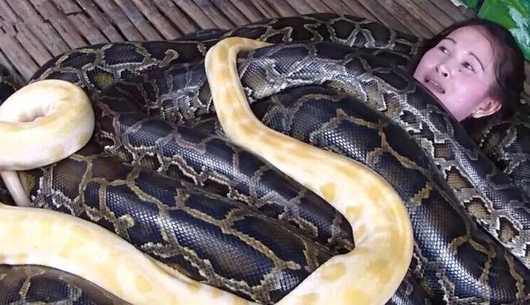 大蟒蛇世界上最大的蟒蛇,大蟒蛇世界最大蟒蛇