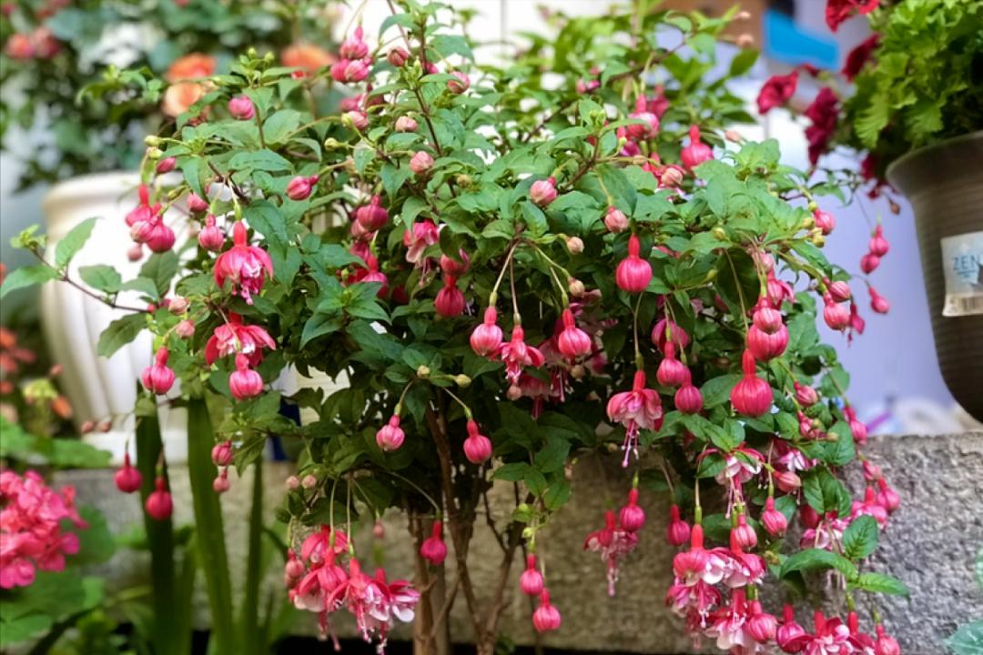 今年流行网红花,漂亮又好看的网红花