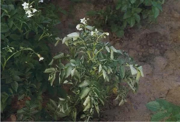 马铃薯常见病虫害及防治方法,马铃薯病虫害诊断与防治论文