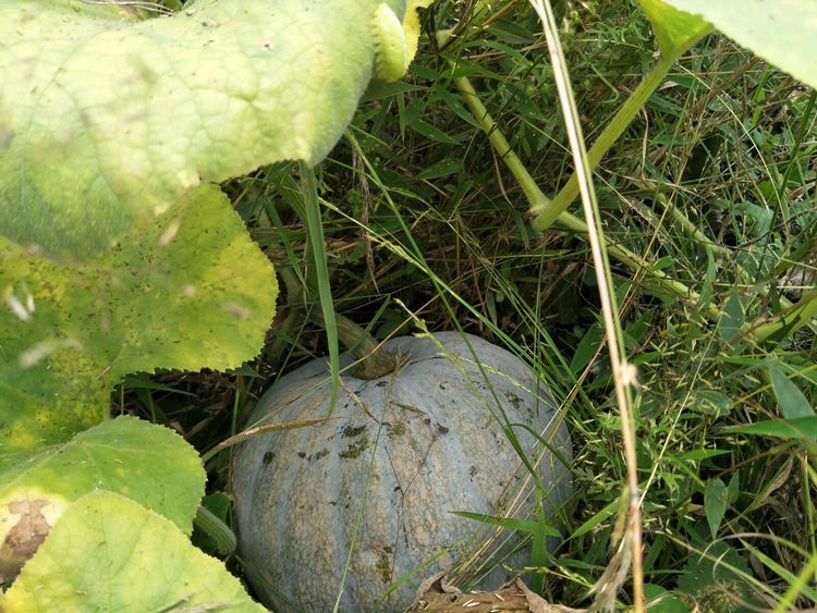 种地用的自制酵素,酵素种地效果怎么样