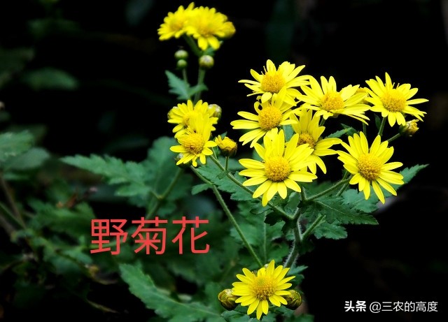 酷似旋覆花，却有傲霜耐寒的品质，泡茶清香扑鼻，霜降采摘正当时