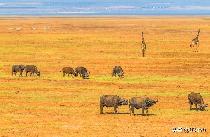 鏈涙棤杈归檯鐨勬捣,鏈涙棤杈归檯