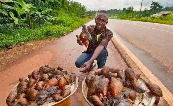 中国吃货都征服不了的非洲大蜗牛，它们是如何入侵中国的？