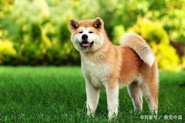 狗狗的种类图片,双鱼座狗狗性格特点